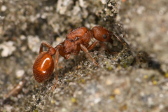Myrmica
