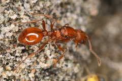 Myrmica