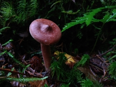 Lactarius rufus