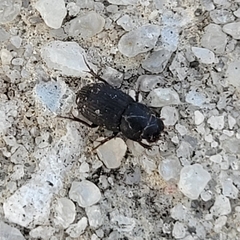 Aphodiinae