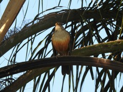 Turdus rufiventris
