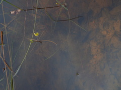 Utricularia aurea