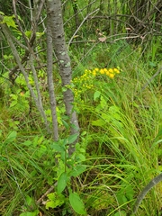 Solidago hispida