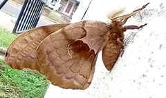 Antheraea polyphemus