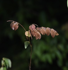Rourea microphylla