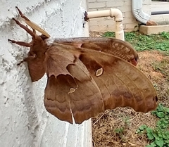 Antheraea polyphemus