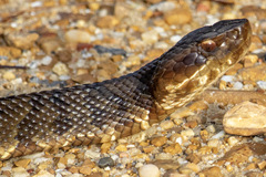 Agkistrodon piscivorus