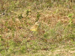 Machetornis rixosa