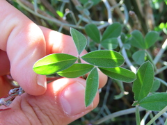 Indigofera sp-aff-platypoda
