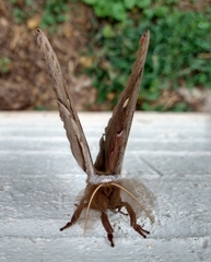 Antheraea polyphemus
