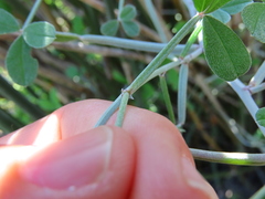 Indigofera sp-aff-platypoda