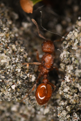 Myrmica