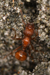 Myrmica