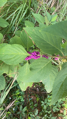 Callicarpa americana