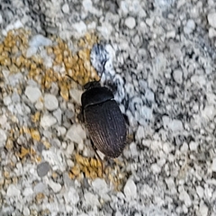 Blapstinus