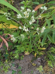 Pseudognaphalium obtusifolium