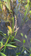 Persicaria hydropiperoides