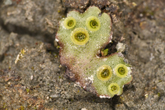 Marchantia