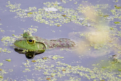 Lithobates catesbeianus