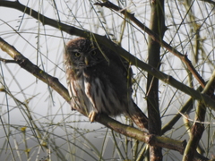 Glaucidium brasilianum