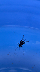 Gryllidae