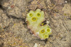 Marchantia