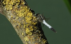 Orthetrum albistylum