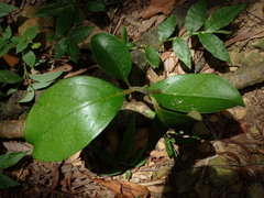 Diospyros morrisiana