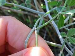 Indigofera sp-aff-platypoda