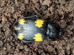 Craspedophorus