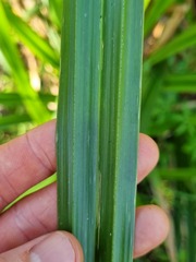 Cyperus dives