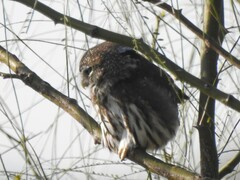 Glaucidium brasilianum