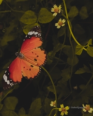 Danaus chrysippus