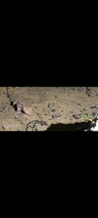 Ariophanta exilis