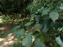 Clerodendrum cyrtophyllum