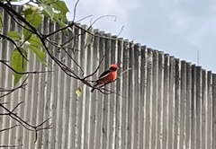 Pyrocephalus rubinus