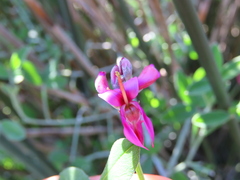 Indigofera sp-aff-platypoda