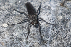 Lasiopogon puyallupi