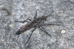 Lasiopogon puyallupi