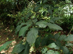 Clerodendrum cyrtophyllum