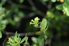 Wikstroemia