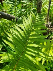 Cyclosorus interruptus