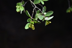 Wikstroemia