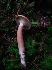 Lactarius rufus
