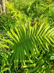 Cyclosorus interruptus