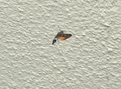 Macroglossum stellatarum