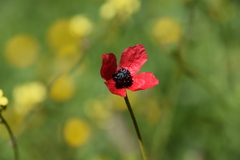 Papaver hybridum