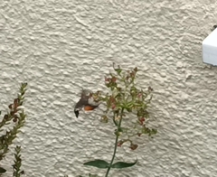 Macroglossum stellatarum