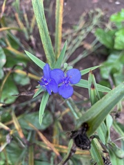 Tradescantia ohiensis