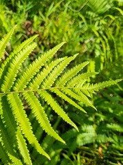 Cyclosorus interruptus